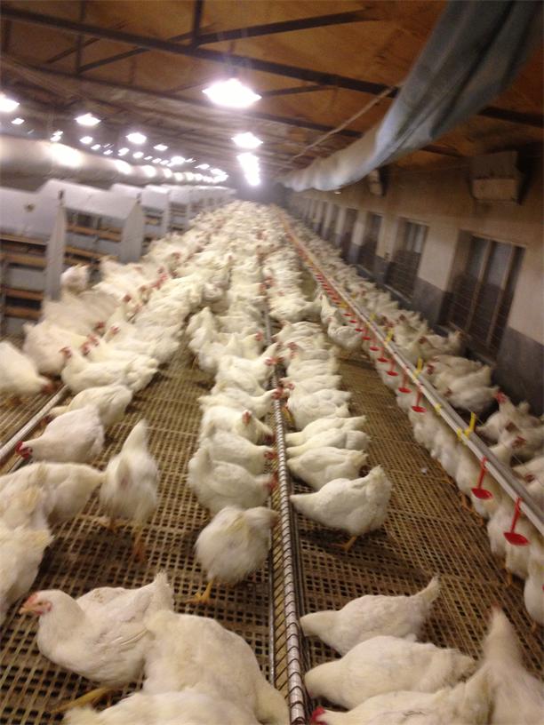 刮板鏈條種雞喂料機