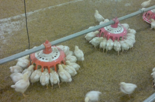 索盤(pán)鏈條系統(tǒng)