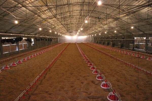 商品雞盤式驅動